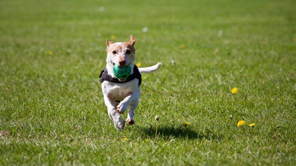 Ein Hund der auf einem Feld rennt